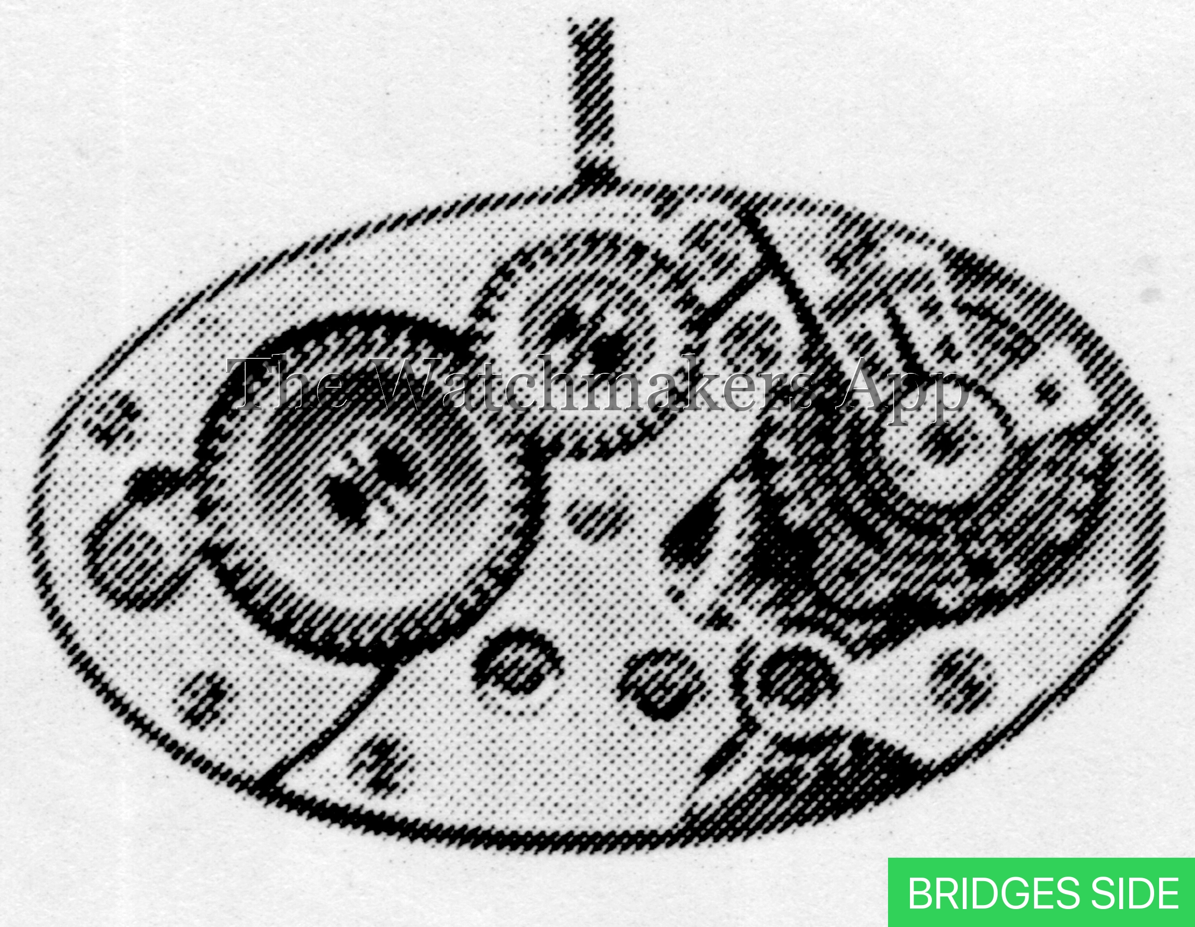 Berger 36