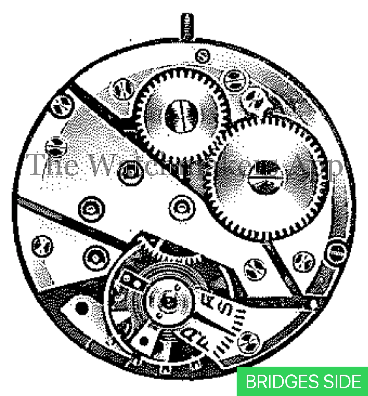 Felsa 393