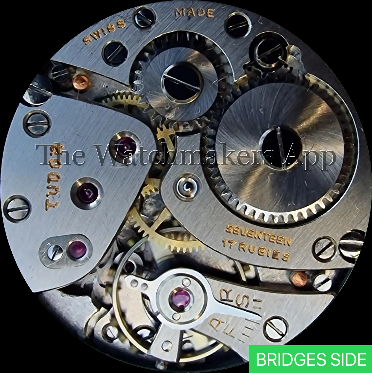 Tudor 59